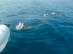 Cock ride on the yacht